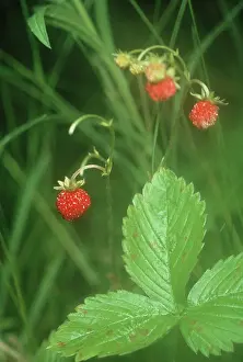 Fragaria: Strawberry