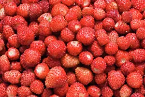 Fragaria: Strawberry
