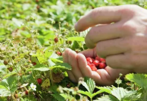 Fragaria: Strawberry