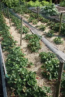 Allotment: Strawberry