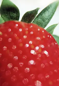 Fragaria: Strawberry