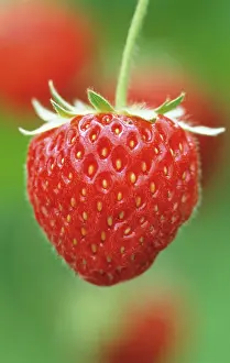 Ananassa: Strawberry