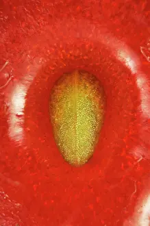 Erotic: Strawberry