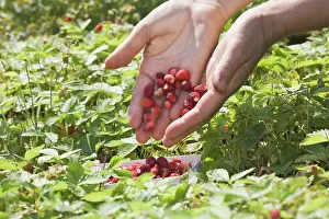 Sufficient: Strawberry