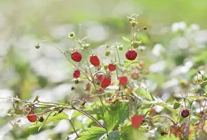 Advancement: Strawberry