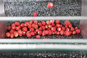 Processing: Strawberry
