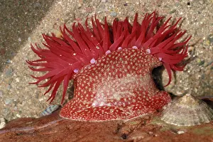 Actinia: Strawberry Anemone