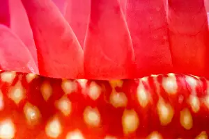 Stinging: Strawberry anemone (Actinia fragacea) detail, Around