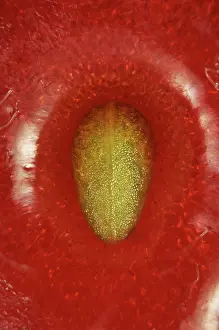 Strawberries: Strawberry Carpel