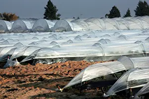 Strawberries: Strawberry cultivation