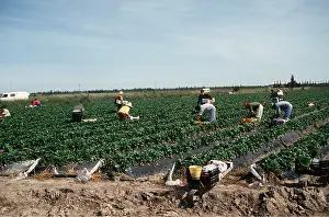 Strawberry: STRAWBERRY CULTIVATION