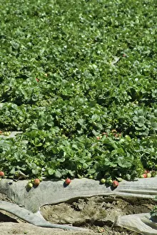 Strawberries: Strawberry Field, Oxnard, California