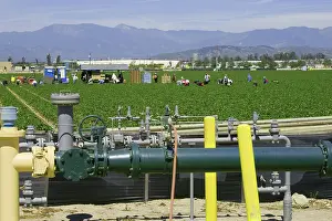 Workers: Strawberry Fields and Irrigation Pipes