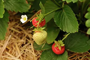 Fragaria: Strawberry, Fragaria, flowering and fruiting plant mulched w