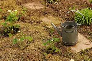 Fragaria: Strawberry, Fragaria, flowering plants mulched with hay with