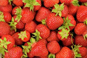 Strawberries: Strawberry, Fragaria, mass of ffreshly picked strawberries