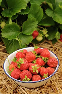 Loads: Strawberry, Fragaria, plants mulched with straw and a bowl o