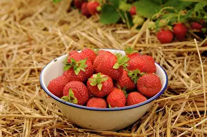 Loads: Strawberry, Fragaria, plants mulched with straw and a bowl o
