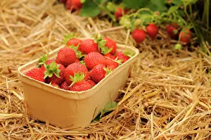 Loads: Strawberry, Fragaria, plants mulched with straw and a cardbo