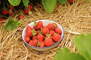 Loads: Strawberry, Fragaria, rows of plants mulched with straw and