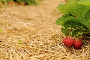 Fragaria: Strawberry, Fragaria, rows of plants mulched with straw