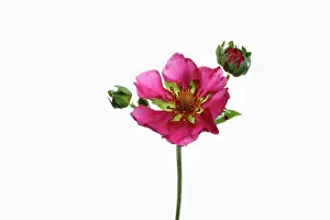 Ananassa: Strawberry, Fragaria x ananassa, Pink subject, White