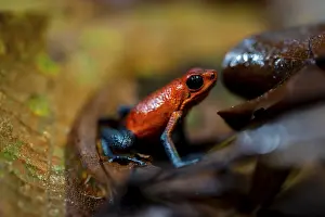 Red Coloured: Strawberry frog (Oophaga pumilio) sitting on a dry leaf