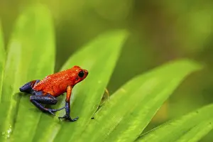 Red Coloured: Strawberry frogs (Oophaga pumilio)