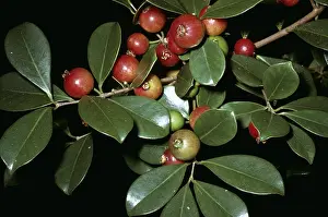 Strawberry: STRAWBERRY GUAVA - Invasive plant