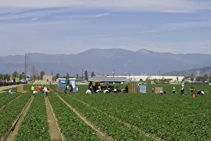 Workers: Strawberry Harvest, California