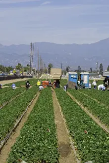 Workers: Strawberry Harvest, California