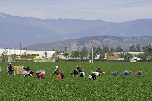 Workers: Strawberry Harvest, California