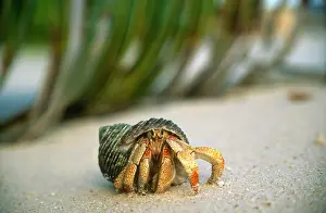 Hermit: Strawberry Land Hermit Crab
