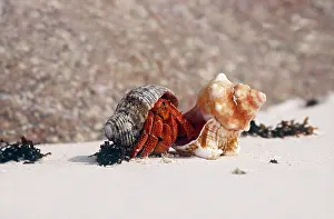 Hermit: Strawberry Land Hermit Crab