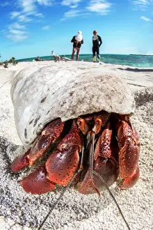 Hermit: Strawberry land hermit crab (Coenobita perlatus)