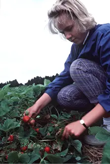 Picking: STRAWBERRY PICKING