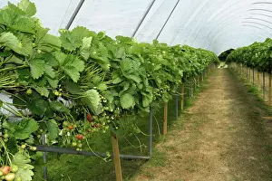 Strawberries: Strawberry plants