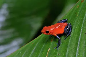 Pumilio: Strawberry Poison Arrow / Blue Jeans Dart Frog