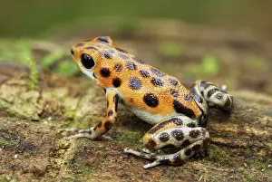Pumilio: Strawberry Poison Arrow / Dart Frog