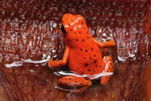 Pumilio: Strawberry Poison Arrow / Dart Frog