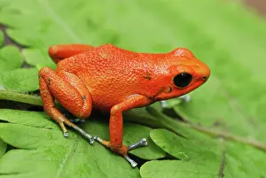 Pumilio: Strawberry Poison Arrow / Dart Frog