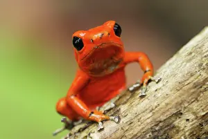 Pumilio: Strawberry Poison Arrow / Dart Frog