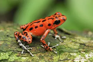 Pumilio: Strawberry Poison Arrow / Dart Frog