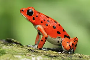 Pumilio: Strawberry Poison Arrow / Dart Frog