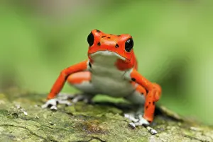 Pumilio: Strawberry Poison Arrow / Dart Frog