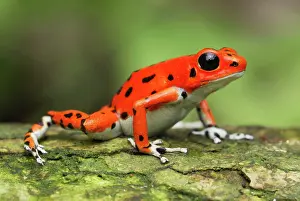 Pumilio: Strawberry Poison Arrow / Dart Frog