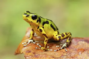 Pumilio: Strawberry Poison Arrow / Dart Frog