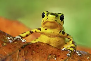 Pumilio: Strawberry Poison Arrow / Dart Frog