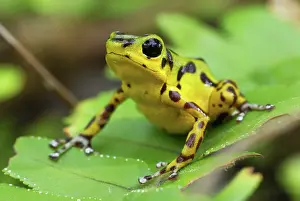 Pumilio: Strawberry Poison Arrow / Dart Frog
