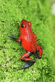 Pumilio: Strawberry Poison Arrow / Dart Frog